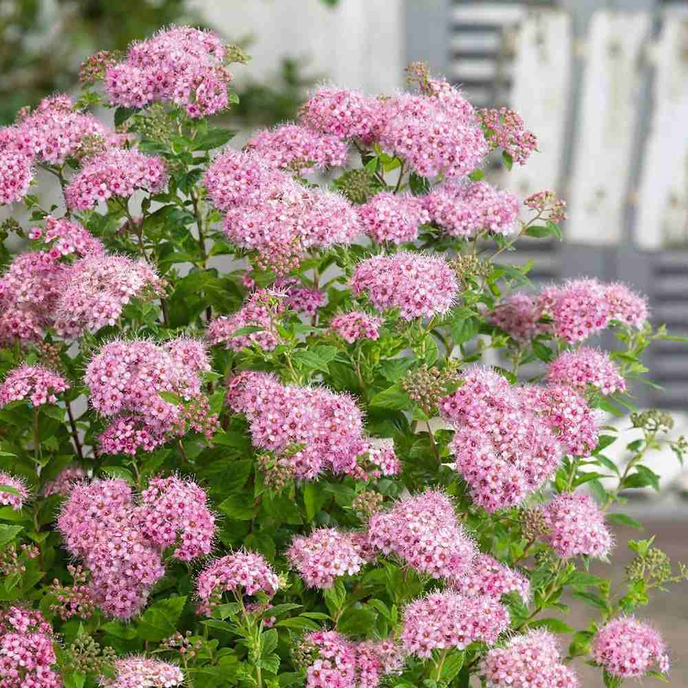 Cununita Japoneza Little Princess (Spiraea japonica), arbust decorativ cu flori roz pentru borduri si gradini compacte