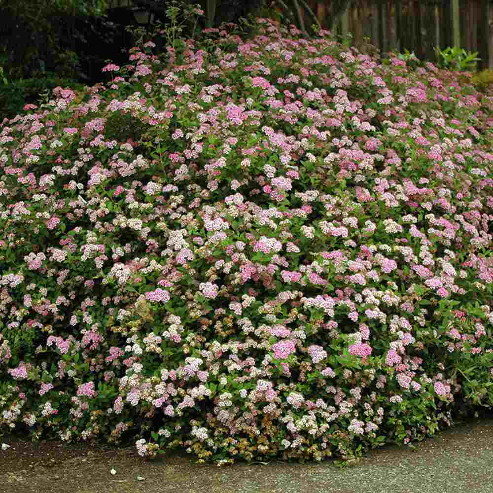 Cununita Japoneza Little Princess (Spiraea japonica), arbust decorativ cu flori roz pentru borduri si gradini compacte