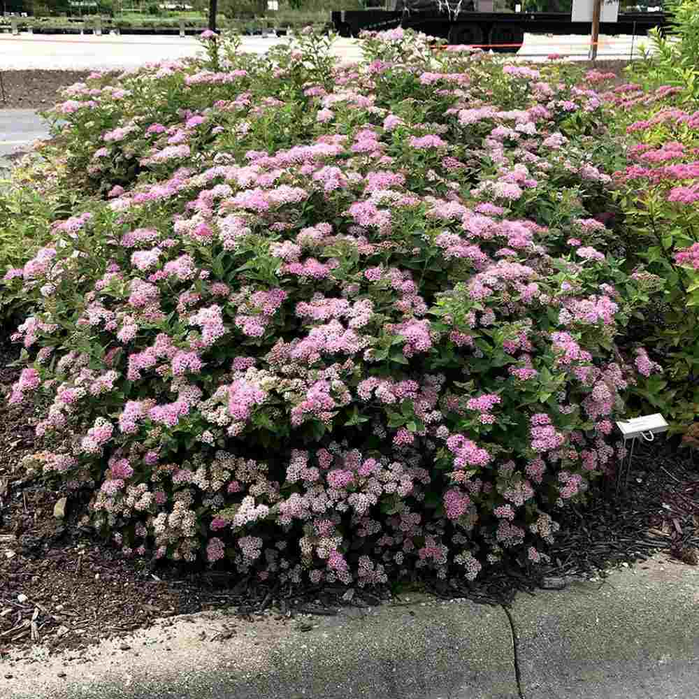 Cununita Japoneza Little Princess (Spiraea japonica), arbust decorativ cu flori roz pentru borduri si gradini compacte