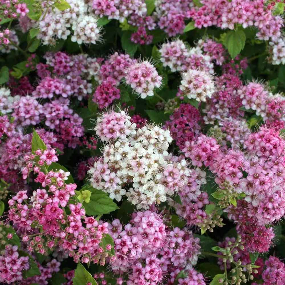 Cununita Japoneza Little Princess (Spiraea japonica), arbust decorativ cu flori roz pentru borduri si gradini compacte