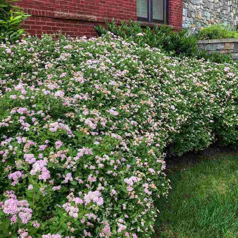 Cununita Japoneza Little Princess (Spiraea japonica), arbust decorativ cu flori roz pentru borduri si gradini compacte