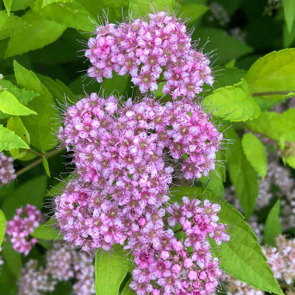Cununita Japoneza Little Princess (Spiraea japonica), arbust decorativ cu flori roz pentru borduri si gradini compacte