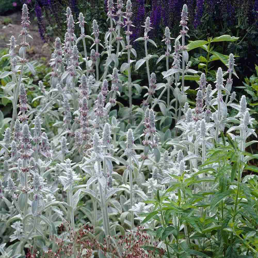 Urechea Mielului Silver Carpet, frunze catifelate argintii covor decorativ gradina