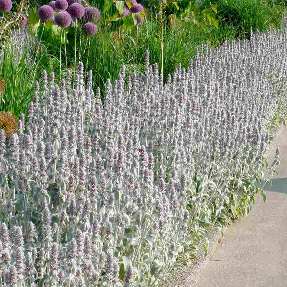 Urechea Mielului Silver Carpet, frunze catifelate argintii covor decorativ gradina