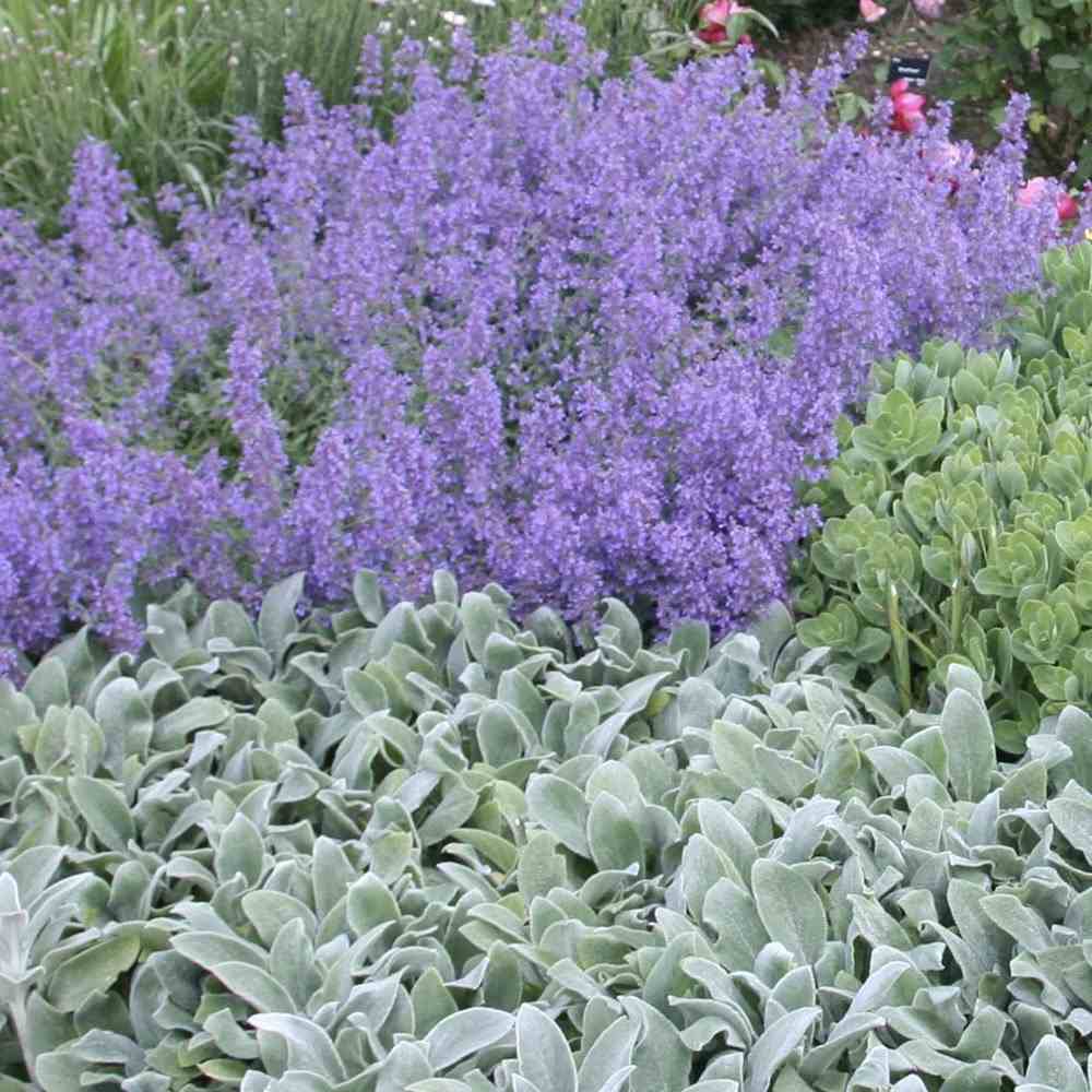 Urechea Mielului Silver Carpet, frunze catifelate argintii covor decorativ gradina