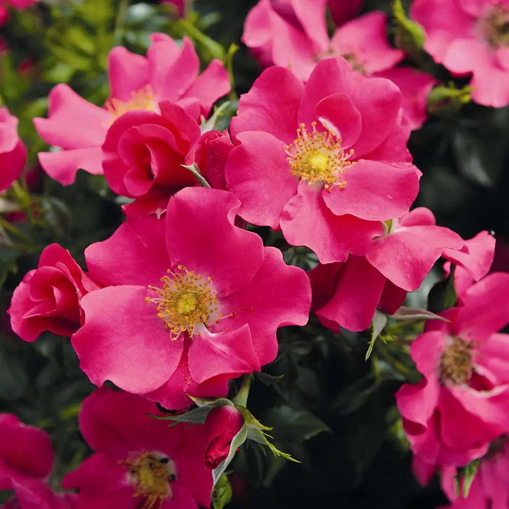 Trandafir tarator roz-somon Stadt Rom, cu inflorire repetata si multipremiat cu medalii de aur