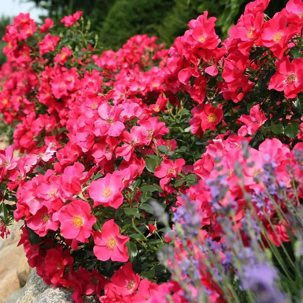 Trandafir tarator roz-somon Stadt Rom, cu inflorire repetata si multipremiat cu medalii de aur