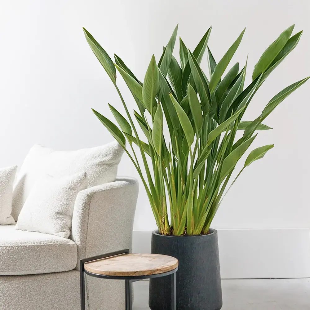 Strelitzia Reginae, Pasarea Paradisului, planta exotica mare cu frunze uriase tropicale decorative pentru interior - 35-50 cm