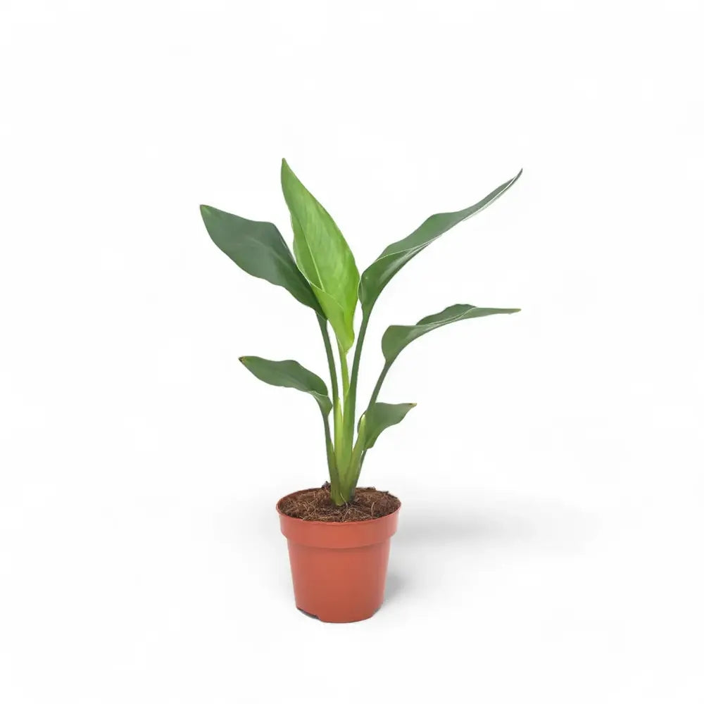 Strelitzia Reginae, Pasarea Paradisului, planta exotica mare cu frunze uriase tropicale decorative pentru interior - 35-50 cm