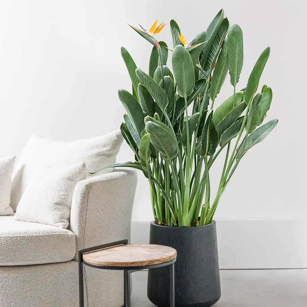 Strelitzia Reginae, 75 cm, Pasarea Paradisului, planta exotica mare cu frunze uriase tropicale decorative pentru interior