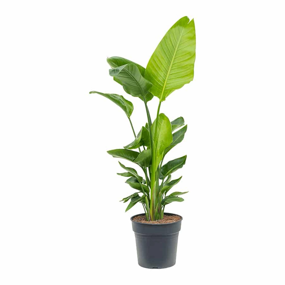 Strelitzia Nicolai, 200-250cm, Pasarea alba a paradisului, planta exotica mare cu frunze uriase tropicale decorative pentru interior