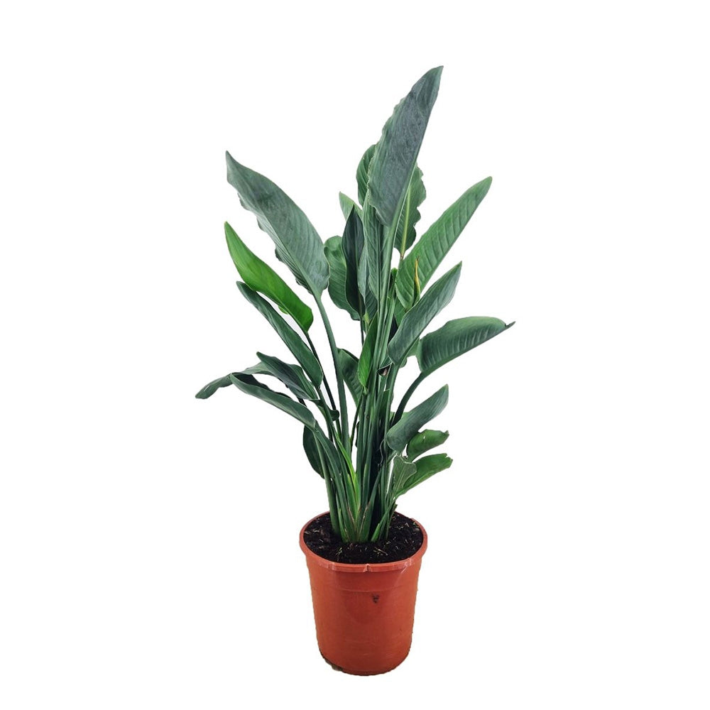 Strelitzia Reginae, 75 cm, Pasarea Paradisului, planta exotica mare cu frunze uriase tropicale decorative pentru interior