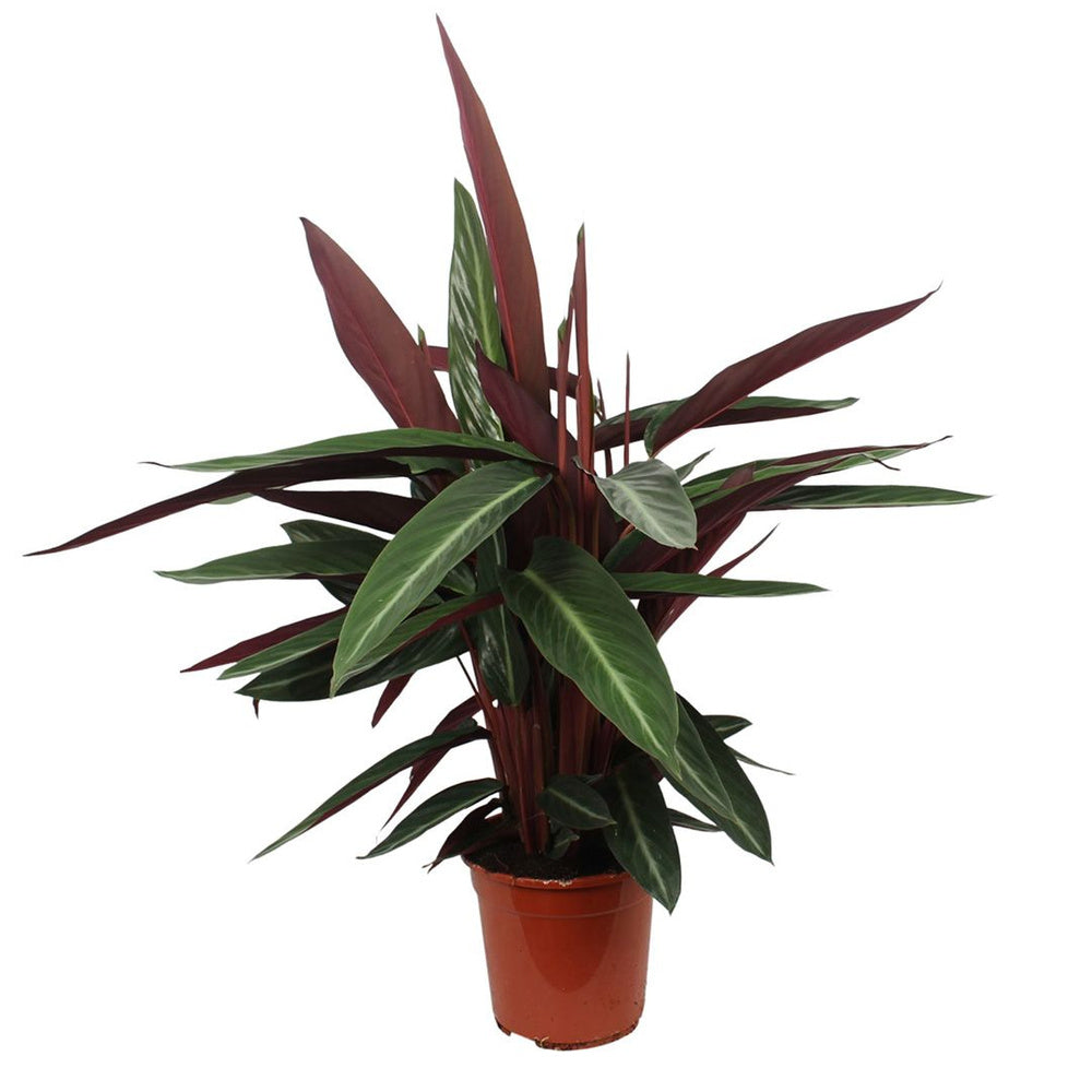 Planta care se Roaga Calathea Stripestar, planta de interior cu frunze variegate verde crem si burgundiu - 80 cm
