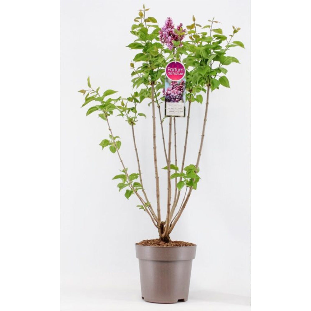 Liliac Nobil Michel Buchner (Syringa), arbust decorativ cu flori duble liliachii, parfum puternic, inflorire bogata