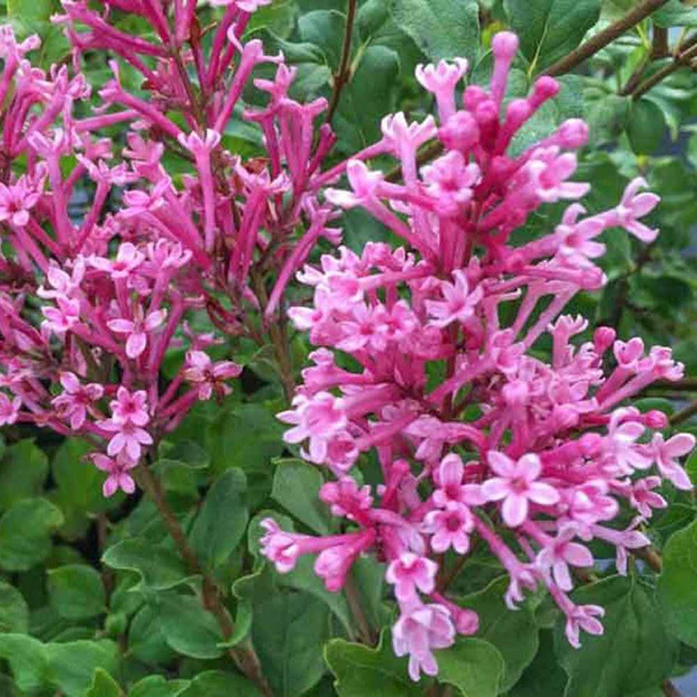 Liliac (Syringa) Copac Pink Perfume, cu flori roz intens, parfum puternic, inflorire bogata, iubitor de soare