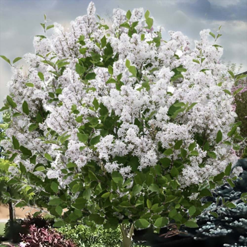 Liliac (Syringa) Copac Flowerfesta White, flori albe parfumate, inflorire repetata, compact, crestere rapida, iubitor de soare