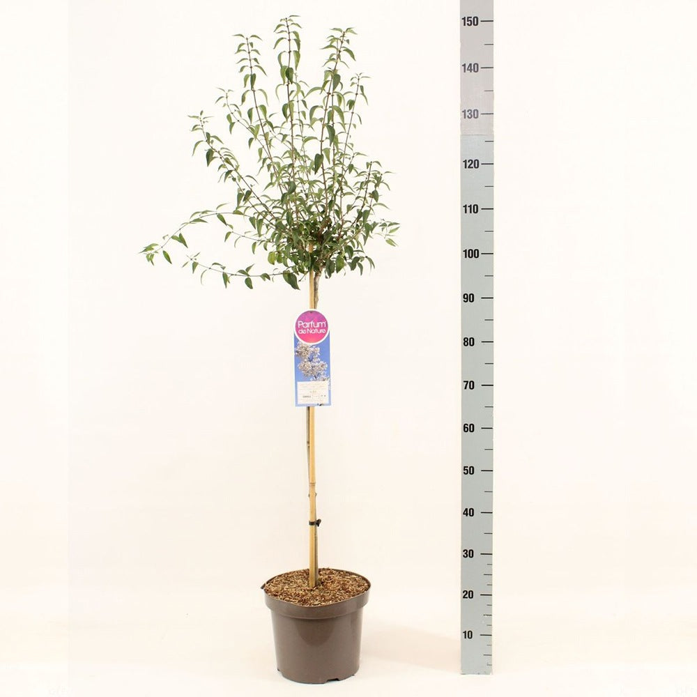 Liliac Nobil (Syringa) Copac Madame Florent Stepman, flori albe duble parfumate, inflorire mai-iunie, compact