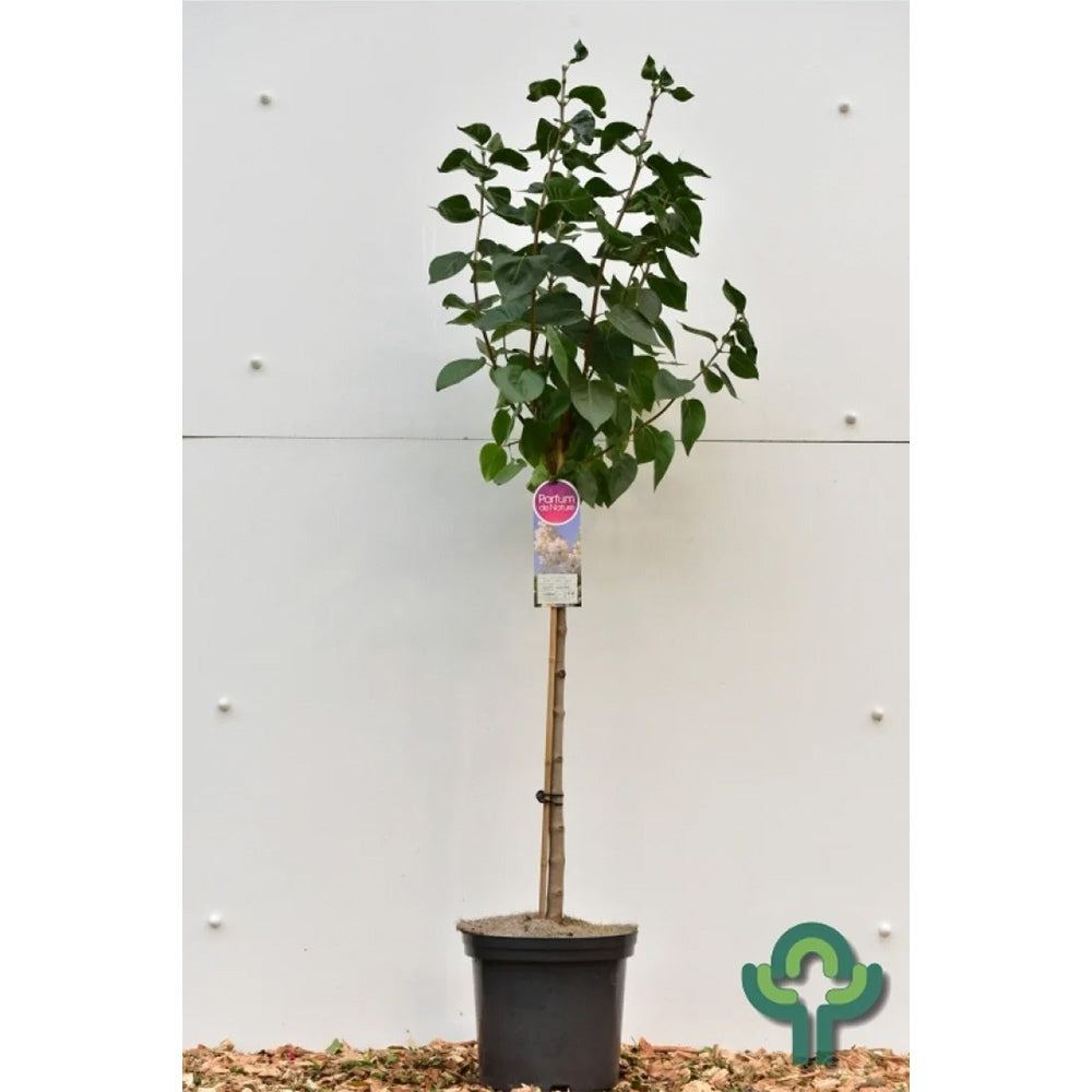 Liliac Nobil Copac (Syringa) Madame Lemoine, flori albe duble, parfum intens, inflorire abundenda mai-iunie