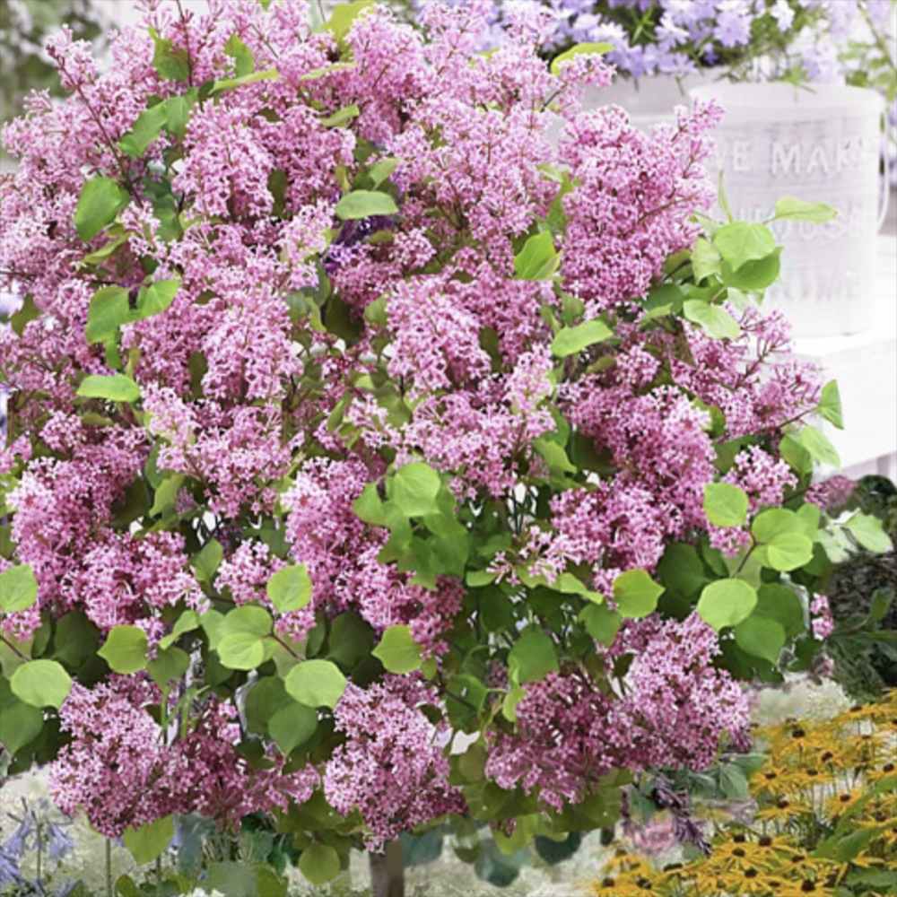 Liliac (Syringa) Copac Pink Perfume, cu flori roz intens, parfum puternic, inflorire bogata, iubitor de soare