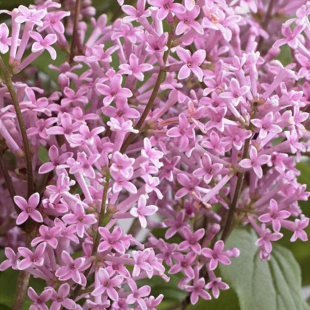 Liliac (Syringa) Copac Pink Perfume, cu flori roz intens, parfum puternic, inflorire bogata, iubitor de soare