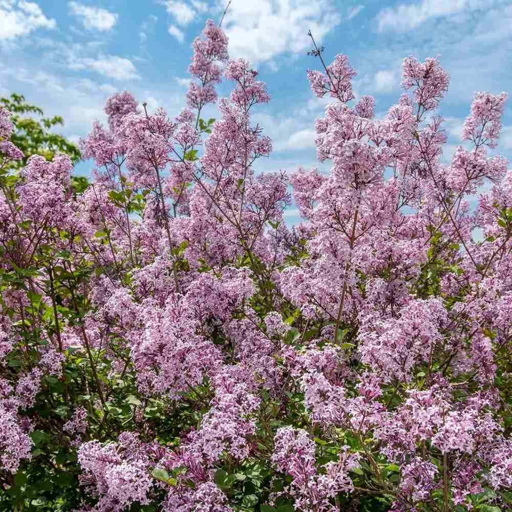 Liliac Corean Pitic Palibin (Syringa), arbust decorativ cu inflorire roz-lila, parfum intens, compact, iubitor de soare