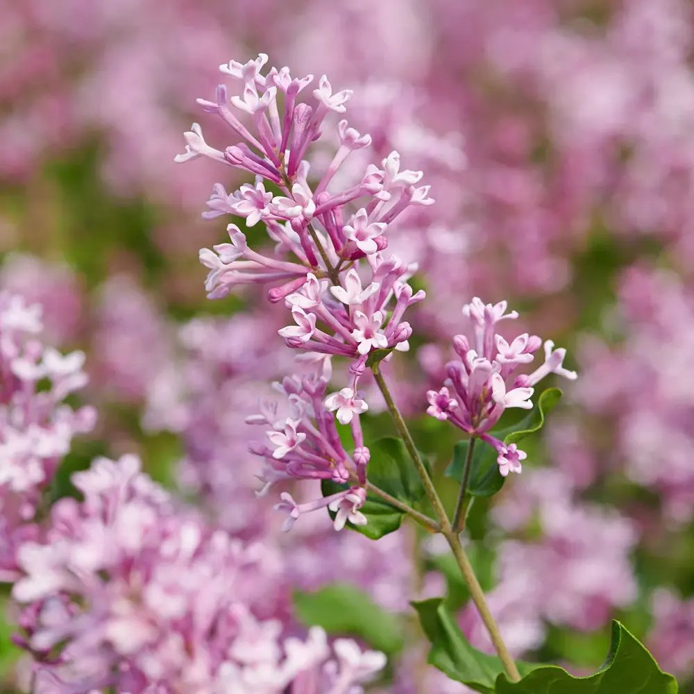 Liliac (Syringa) Copac Palibin, inflorire dubla roz-liliachiu, parfum intens, decorativ, iubitor de soare