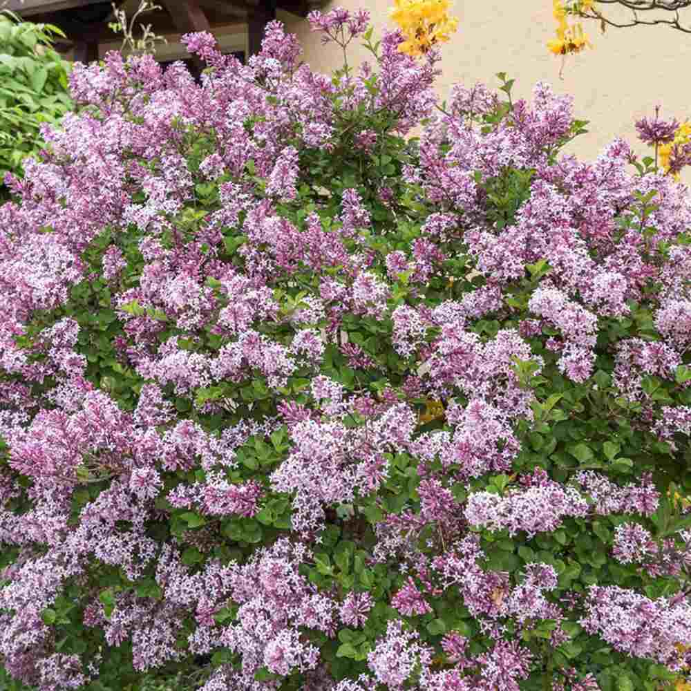 Liliac Corean Pitic Palibin (Syringa), arbust decorativ cu inflorire roz-lila, parfum intens, compact, iubitor de soare