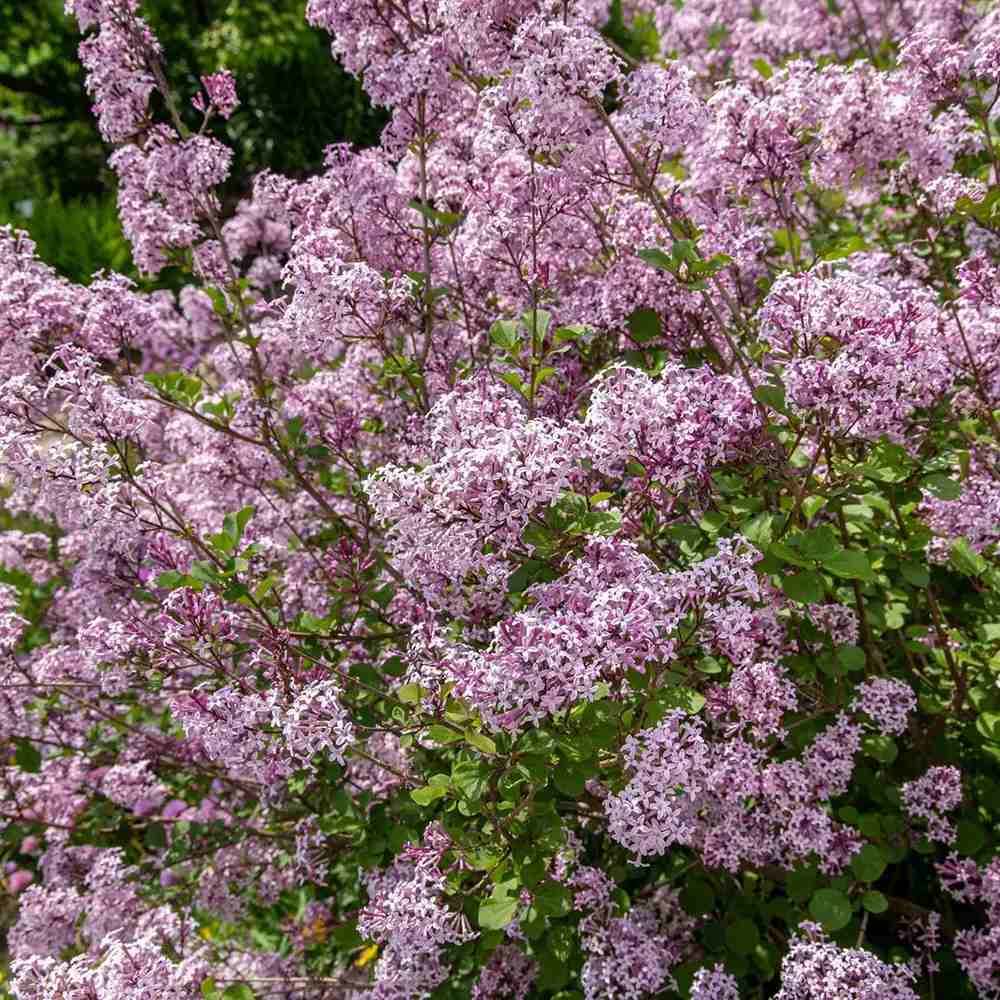 Liliac Corean Pitic Palibin (Syringa), arbust decorativ cu inflorire roz-lila, parfum intens, compact, iubitor de soare