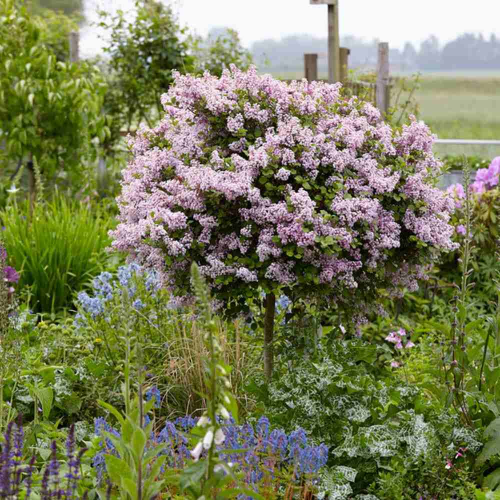 Liliac (Syringa) Copac Palibin, inflorire dubla roz-liliachiu, parfum intens, decorativ, iubitor de soare