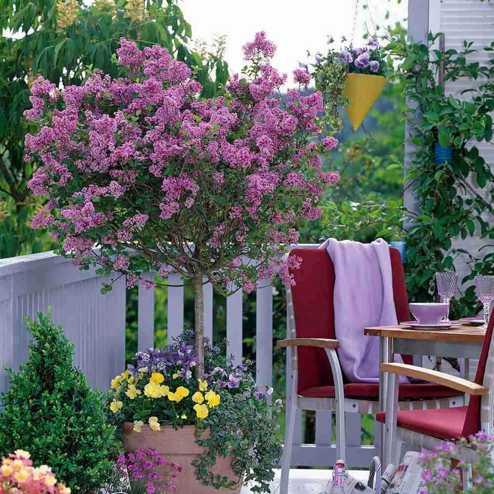 Liliac (Syringa) Copac Palibin, inflorire dubla roz-liliachiu, parfum intens, decorativ, iubitor de soare