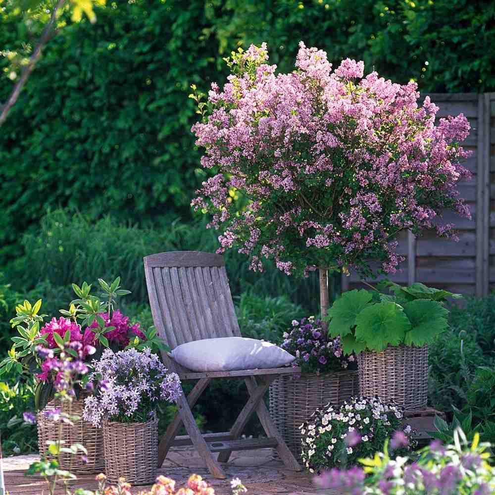 Liliac (Syringa) Copac Palibin, inflorire dubla roz-liliachiu, parfum intens, decorativ, iubitor de soare