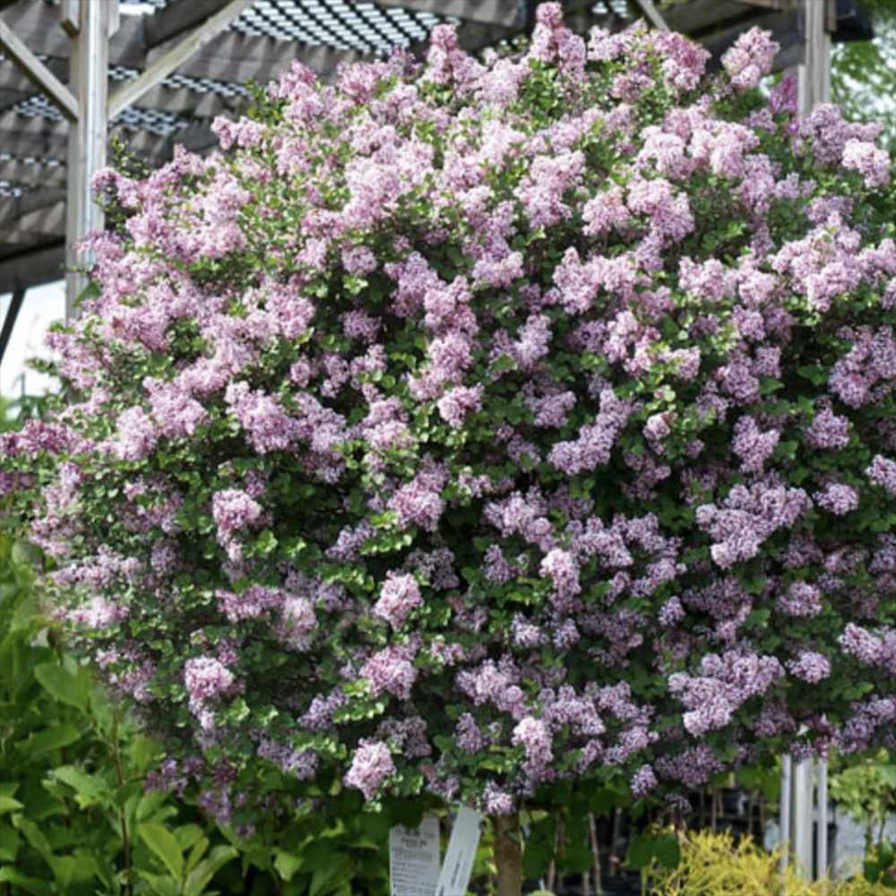 Liliac (Syringa) Copac Palibin, inflorire dubla roz-liliachiu, parfum intens, decorativ, iubitor de soare