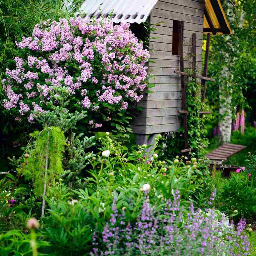Liliac (Syringa) Copac Palibin, inflorire dubla roz-liliachiu, parfum intens, decorativ, iubitor de soare