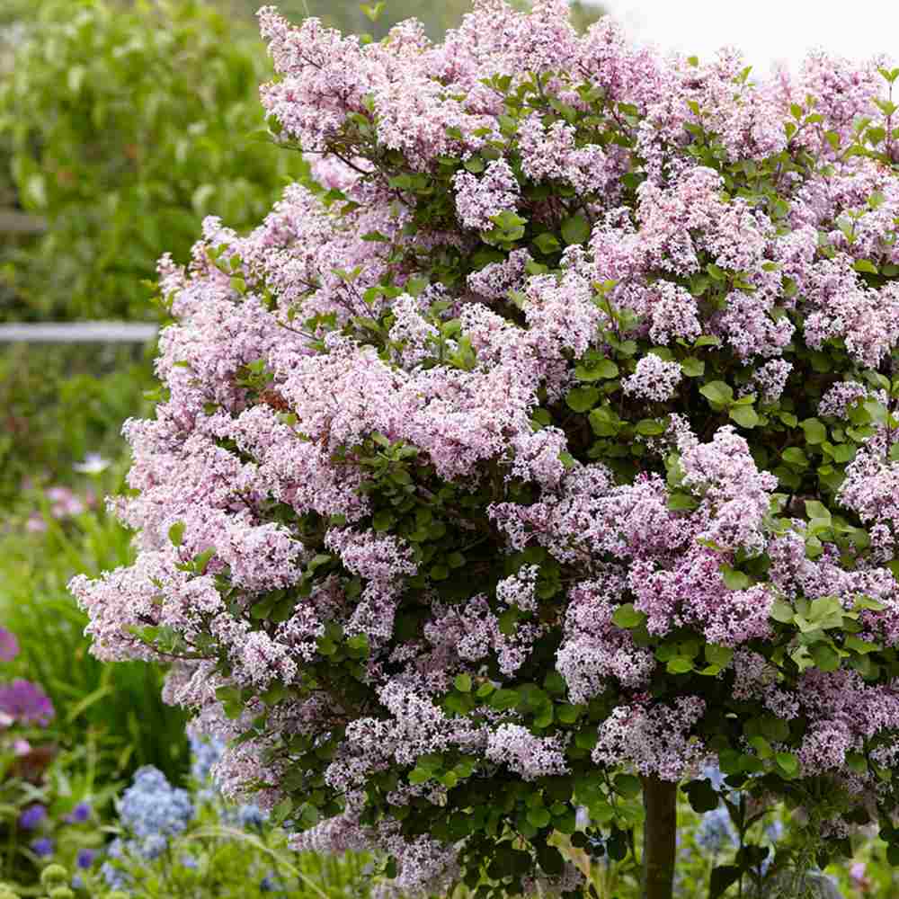 Liliac (Syringa) Copac Palibin, inflorire dubla roz-liliachiu, parfum intens, decorativ, iubitor de soare