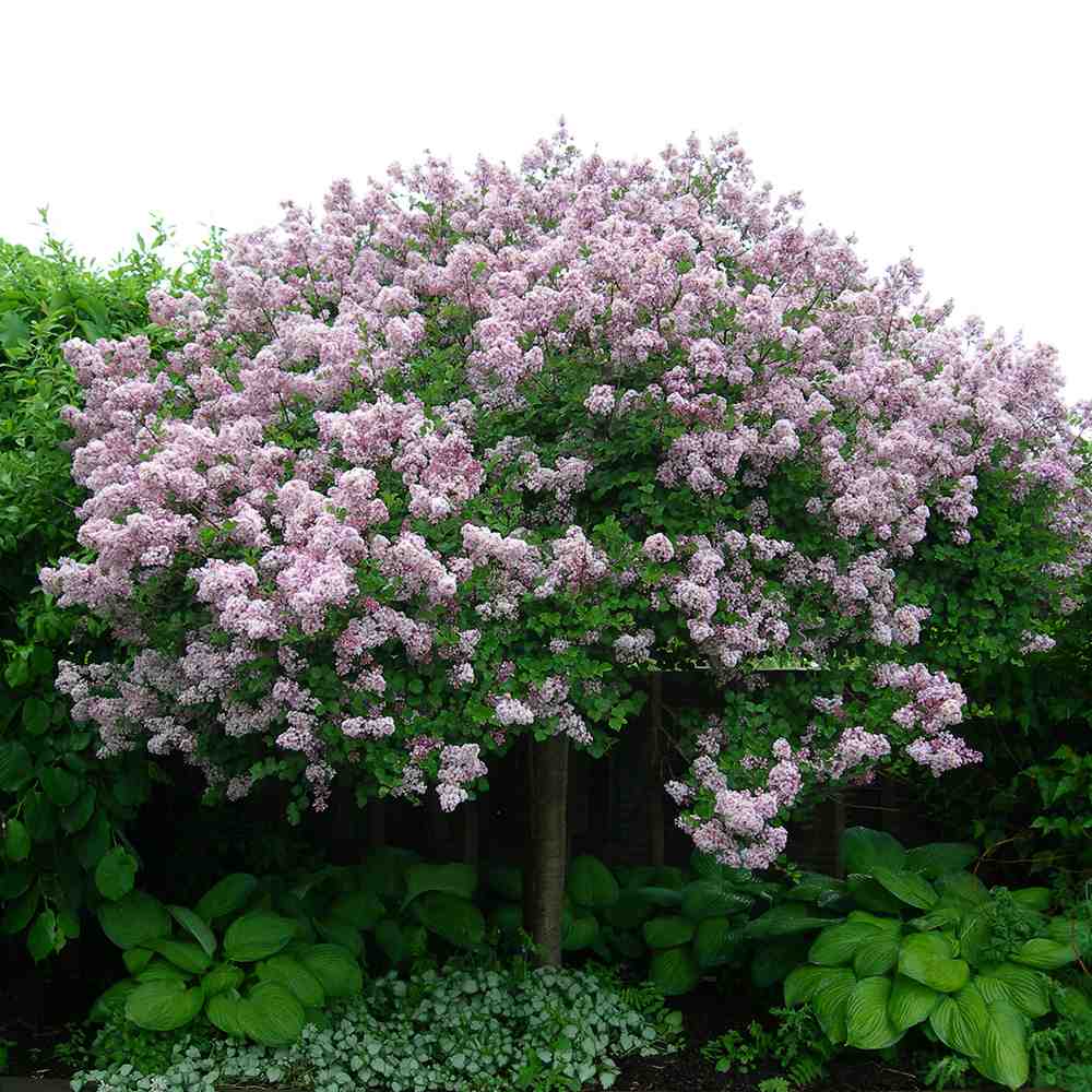 Liliac (Syringa) Copac Palibin, inflorire dubla roz-liliachiu, parfum intens, decorativ, iubitor de soare