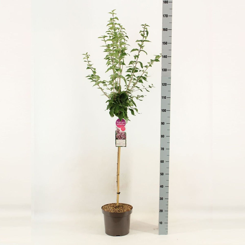 Liliac (Syringa) Copac Superba, flori roz intens, parfum dulce, inflorire mai-iunie, iubitor de soare