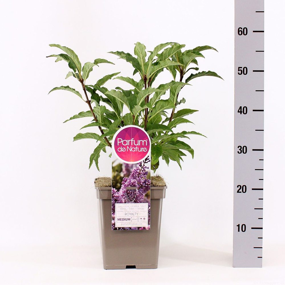 Liliac Royalty (Syringa), arbust decorativ cu flori violet-purpuriu, parfum dulce lamaios, frunzis ornamental, iubitor de soare