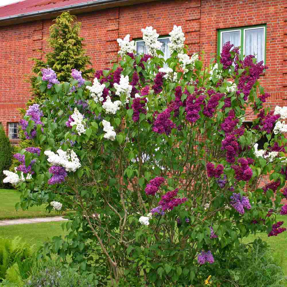 Liliac Nobil Charles Joly (Syringa), arbust decorativ cu flori purpurii duble parfumate, crestere rapida, iubitor de soare