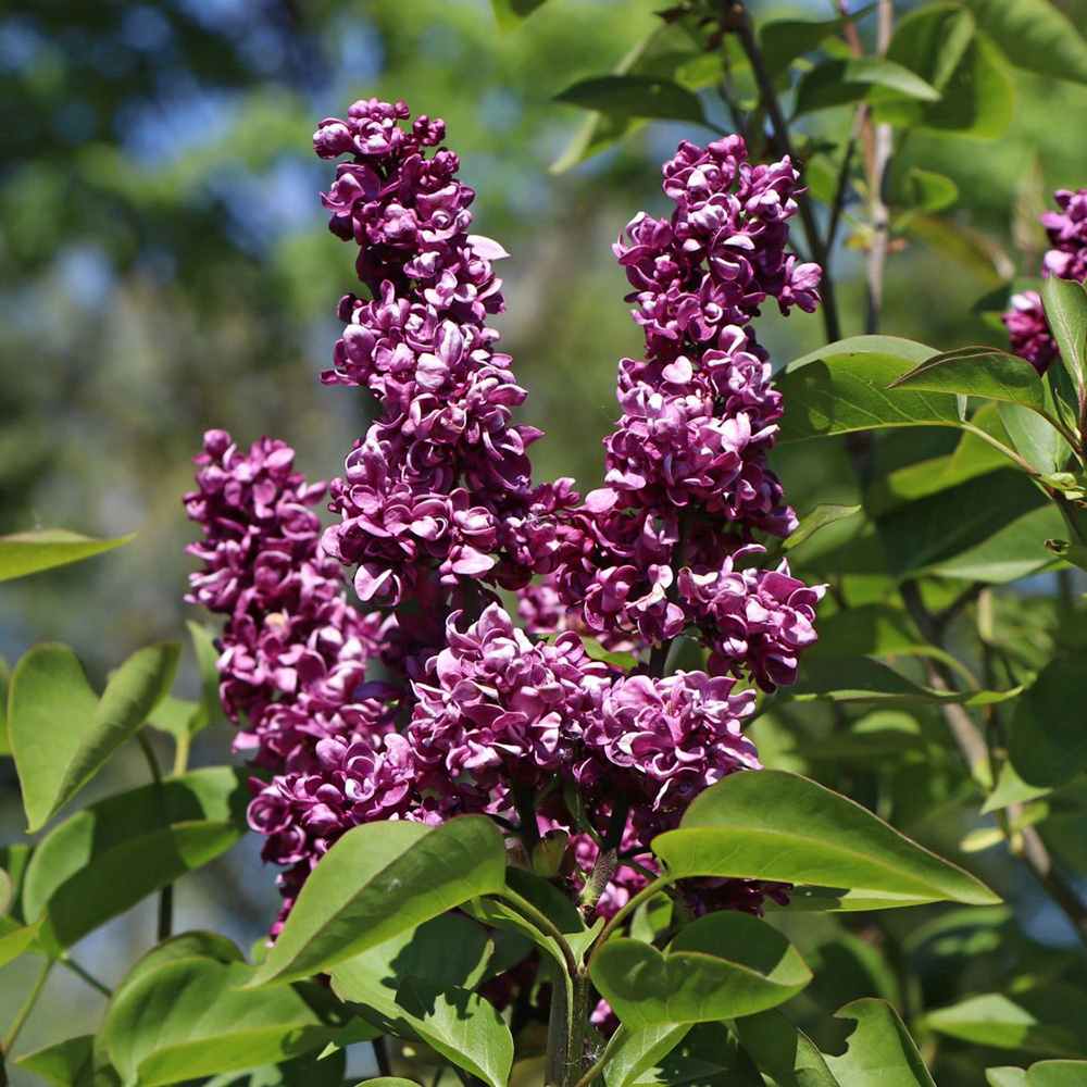 Liliac Nobil Charles Joly (Syringa), arbust decorativ cu flori purpurii duble parfumate, crestere rapida, iubitor de soare