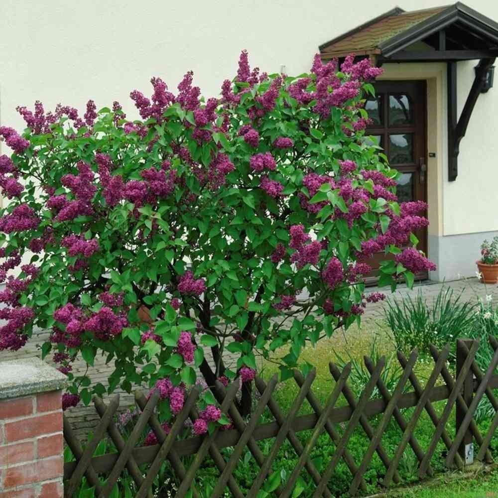 Liliac Nobil Charles Joly (Syringa), arbust decorativ cu flori purpurii duble parfumate, crestere rapida, iubitor de soare