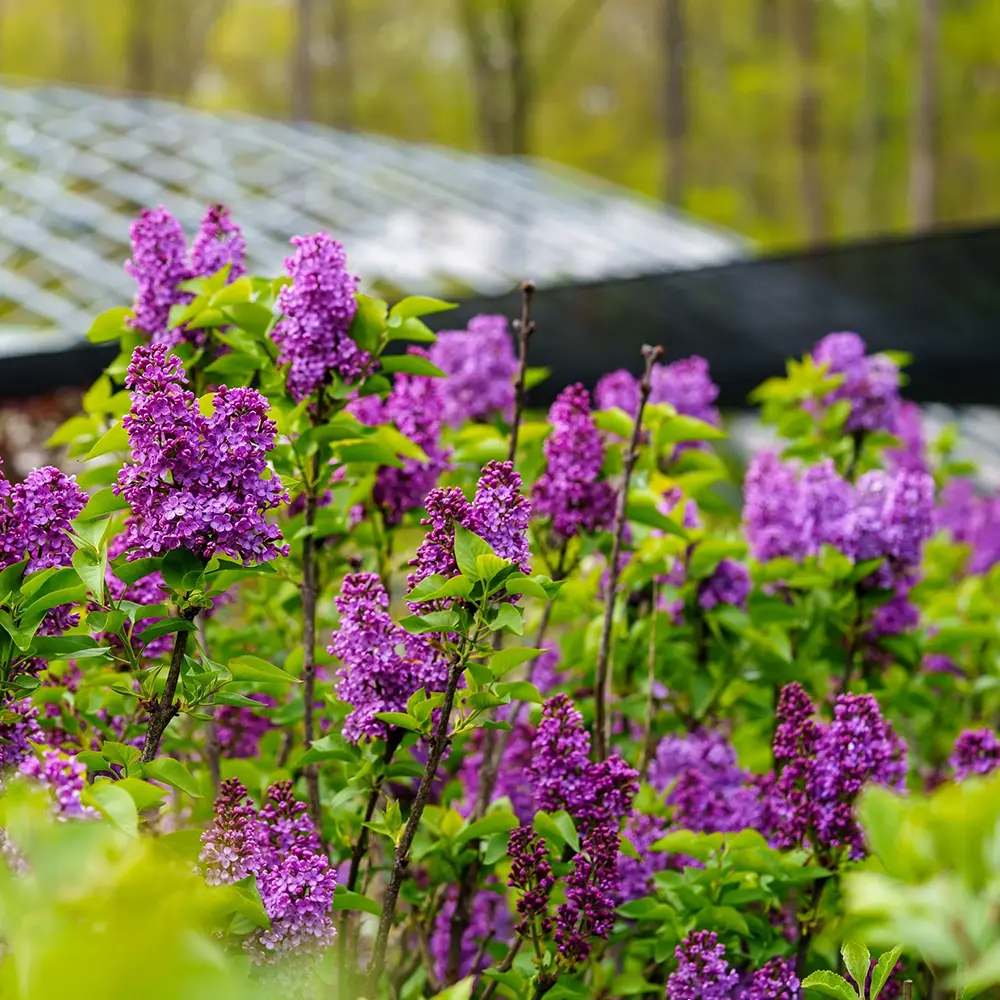 Liliac Nobil Charles Joly (Syringa), arbust decorativ cu flori purpurii duble parfumate, crestere rapida, iubitor de soare