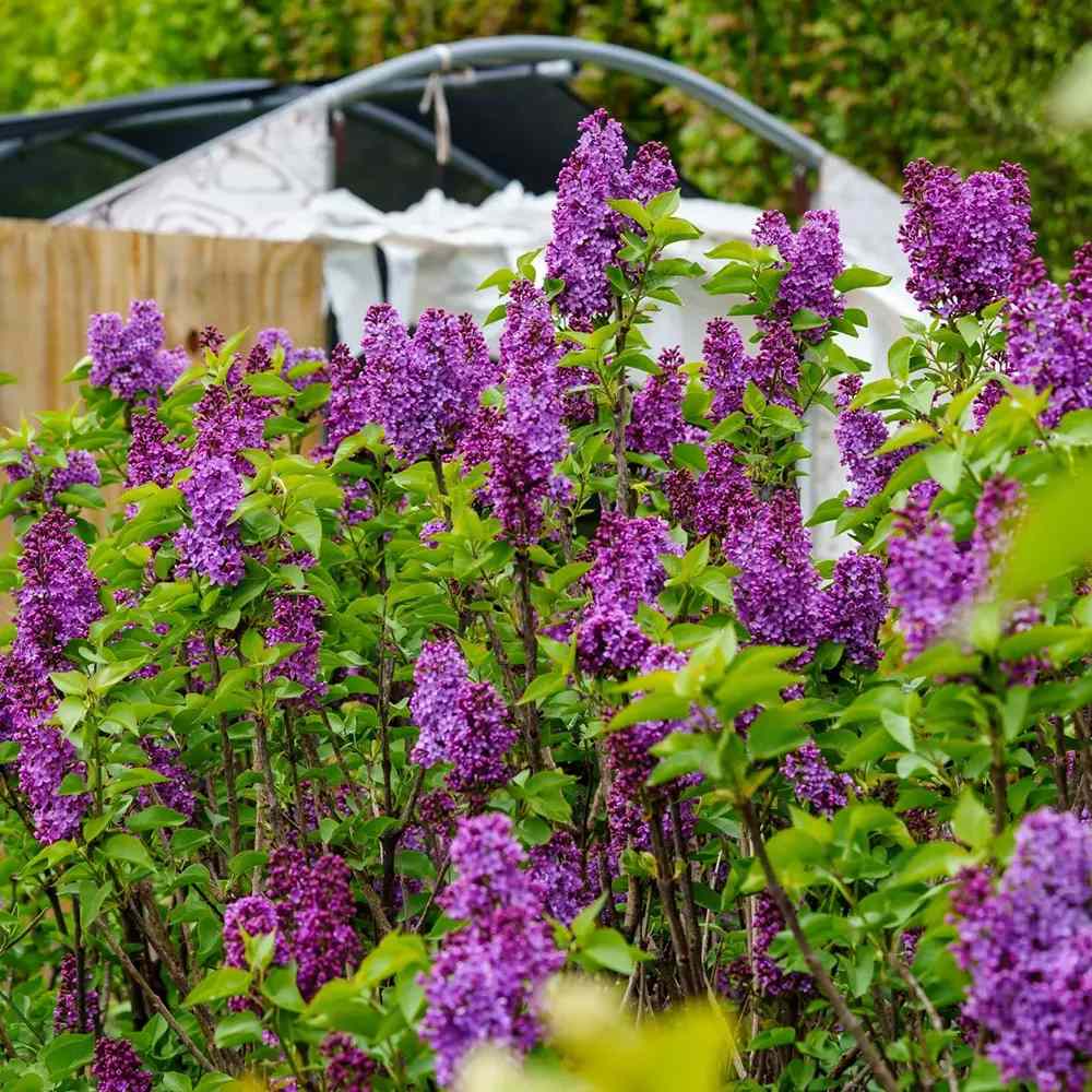 Liliac Nobil Charles Joly (Syringa), arbust decorativ cu flori purpurii duble parfumate, crestere rapida, iubitor de soare