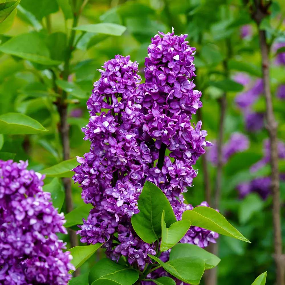 Liliac Nobil Charles Joly (Syringa), arbust decorativ cu flori purpurii duble parfumate, crestere rapida, iubitor de soare