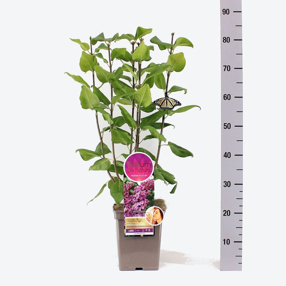 Liliac Nobil Ruhm Von Horstenstein (Syringa), arbust decorativ cu flori rosu-purpuriu parfumate, crestere rapida, iubitor de soare