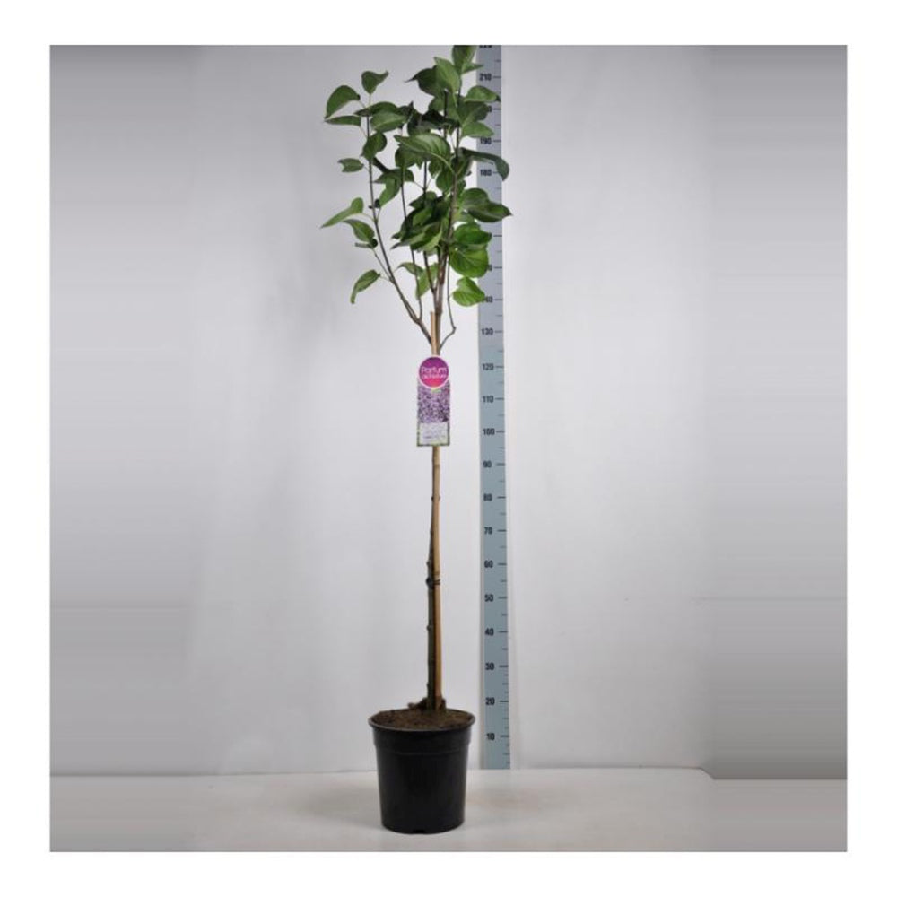 Liliac Copac Nobil (Syringa) Sensation, flori violet cu margine alba parfumate, parfum moderat, iubitor de soare