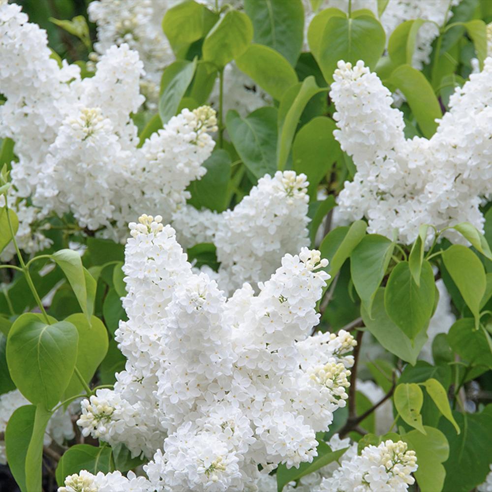 Liliac Nobil (Syringa) Copac Madame Florent Stepman, flori albe duble parfumate, inflorire mai-iunie, compact