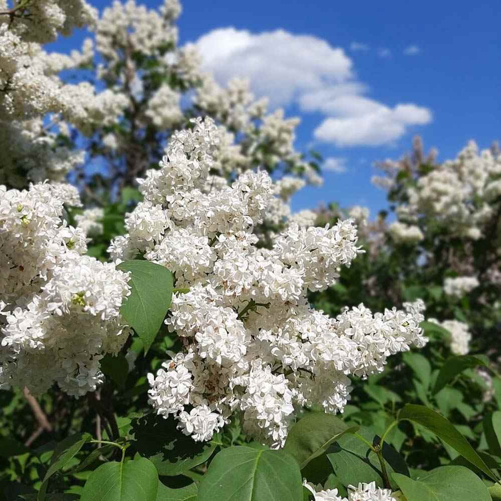 Liliac Nobil (Syringa) Copac Madame Florent Stepman, flori albe duble parfumate, inflorire mai-iunie, compact