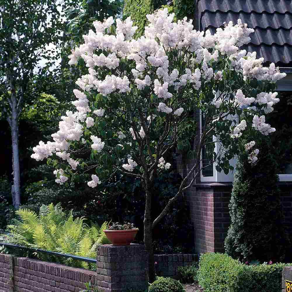 Liliac Nobil (Syringa) Copac Madame Florent Stepman, flori albe duble parfumate, inflorire mai-iunie, compact