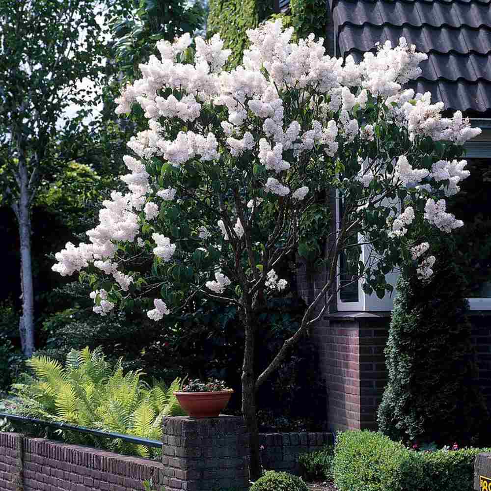 Liliac (Syringa) Copac Flowerfesta White, flori albe parfumate, inflorire repetata, compact, crestere rapida, iubitor de soare