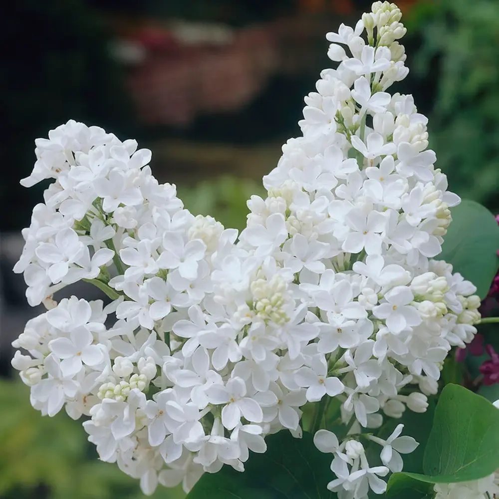 Liliac (Syringa) Copac Flowerfesta White, flori albe parfumate, inflorire repetata, compact, crestere rapida, iubitor de soare